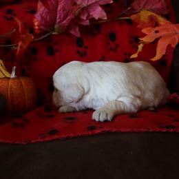Autumn - Golden female Golden Retriever puppy in Fredericksburg, Ohio from Golden family companion's