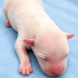 Buzz - White male Coton de Tulear puppy in Pflugerville, Texas from Beethoven’s Cotons