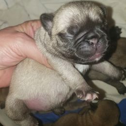Pug puppies from Carla's Pugs