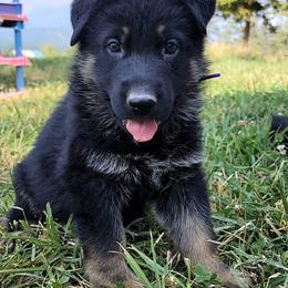 Boy 1 - Black and red male German Shepherd puppy in Pioneer Junction, Montana from Swede Mountain Shepherds