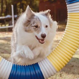 Miniature Australian Shepherds from Bluebird Aussiebilities