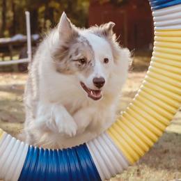 Miniature Australian Shepherds from Bluebird Aussiebilities