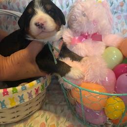 Girl 4 Teal - Black rust and white female Bernese Mountain Dog puppy in Pittston, Pa, Pennsylvania from Emma-Mada's Old Thyme Berners