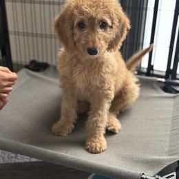 Milton - Red  male Goldendoodle puppy in Enumclaw, Washington from Owen-a-Doodle