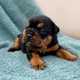 Black and Tan Boy - Black tri-color male Bulldog puppy in Hartshorne, Oklahoma from Jena Edmond