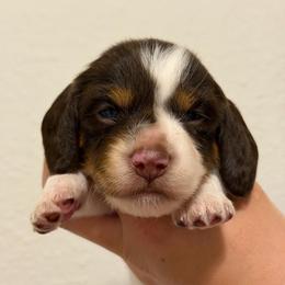 Chocolate And Tan Piebald Male - Piebald male Dachshund puppy in Horizon City, Texas from Micah's Minis