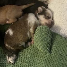 Frankie - Merle male Chihuahua puppy in Bellmore, New York from Alyce’s Angels