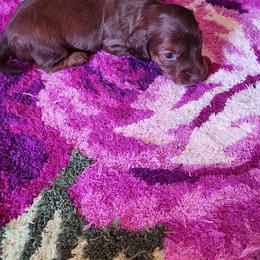 Luigi - Chocolate male Dachshund puppy in Medina, Texas from Dachsunds On The River