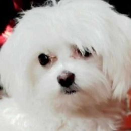 Maltese, Maltipoos, and Poodles from C&Js Tiny Toys