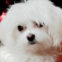 Maltese, Maltipoos, and Poodles from C&Js Tiny Toys