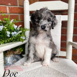 Aussiedoodle Puppies from Ridgeline Doodles