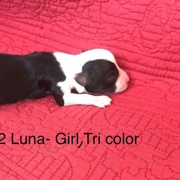 Miniature Australian Shepherd Puppies from Astrids Mini/Toy Aussies