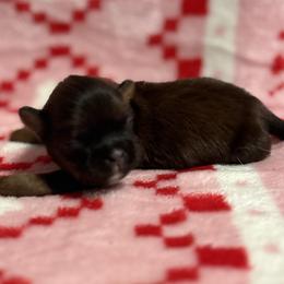 Opie - Red male Shih Tzu puppy in Sharon, Pennsylvania from Keystone Danes and Shih tzus