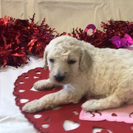 Poodle Puppies from Wild Orchid Poodles