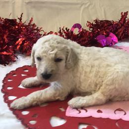 Poodle Puppies from Wild Orchid Poodles