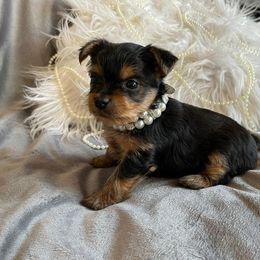 "Chloe" Yorkshire Terrier Puppies from Ella's Designer Yorkies