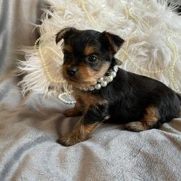 "Chloe" Yorkshire Terrier Puppies from Ella's Designer Yorkies