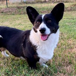 Jasmine - Cardigan Welsh Corgi