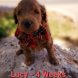 Aussiedoodle Puppies from Color Country Doodles