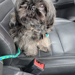 Maverick - Shih Tzu