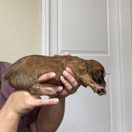 Dachshund Puppies from Gabriela Petit