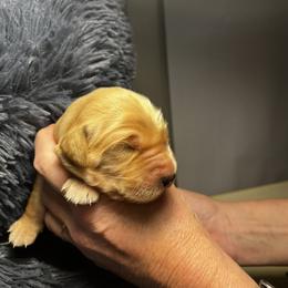 Golden Retriever Puppies from Personalized Dog Training - Windisch Goldens