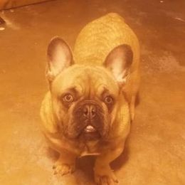 Droop - French Bulldog