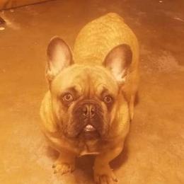 Droop - French Bulldog