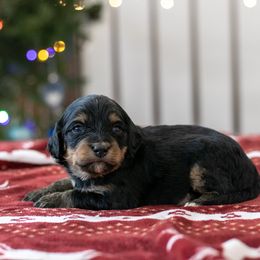 Elbrus - Sweet Female - Phantom female Bernedoodle puppy in Eureka, Illinois from Joley Aire Family Dogs