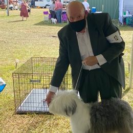Old English Sheepdogs from Karl Kennels