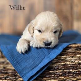 Willie - Golden male Golden Retriever puppy in Fruitland, Idaho from Bethel Retrievers