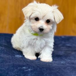 Girl 2 - White and tan female Morkie puppy in Beebe, Arkansas from Cedar Hill Kennel