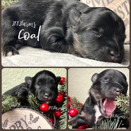 (1) Coal, BTM - Black tri male Miniature American Shepherd puppy in Huntington, Texas from JKKJ Farms
