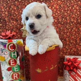 Bichon Frise Puppies from Peg's Bichons