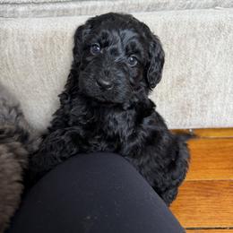 Sherlock - Black male Bernedoodle puppy in Constableville, New York from Zehr’s Labradoodles & Bernedoodles