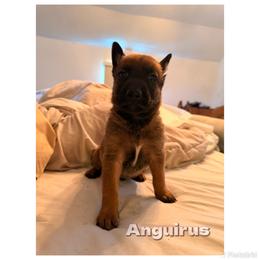 Belgian Malinois Puppies from Iron Ram Working Dogs