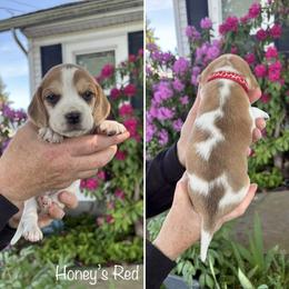 Girl 2 - female Beagle puppy in Brownsville, Oregon from Beagles on the Run
