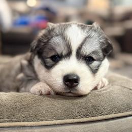 Coca - Agouti and white female Siberian Husky puppy in Sherwood, Oregon from Whiskey River Siberians