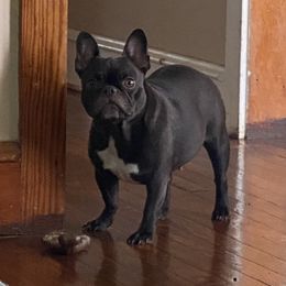 French Bulldogs and Yorkshire Terriers from Roxy & Co.