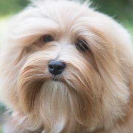 Punkin - Havanese