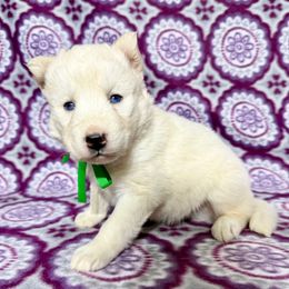 PupS5 (Doraemon) - White Siberian Husky puppy in Lunenburg, Vermont from SNOW WOOLY HUSKY