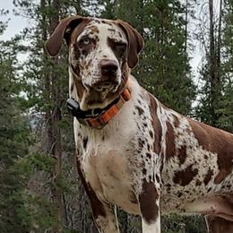Catahoula Leopard Dogs from Marcee's Catahoulas