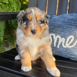 Mac - Blue merle male Australian Shepherd puppy in Makanda, Illinois from S.I. Aussie