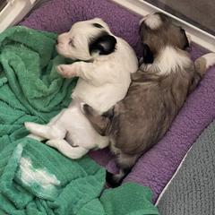 Lowchen Puppies from Potrero Lowchen