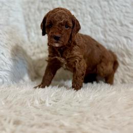 Penny - Red  female Poodle puppy in Cedar City, Utah from Pearson's Poodles