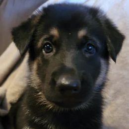 German Shepherds from Heitzman Farm