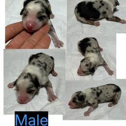 Boy 3 - Blue merle male Miniature Australian Shepherd puppy in Olean, New York from Windy River Mini Aussie