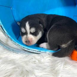 Leia - Black and white female Siberian Husky puppy in Collins, Iowa from Homegrown Huskies