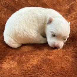 Sierra - White female Pomsky puppy in Winchendon, Massachusetts from Mountain View Pomskies