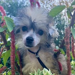Small Puff Boy - Chinese Crested puppy from Halcyon Chinese Cresteds